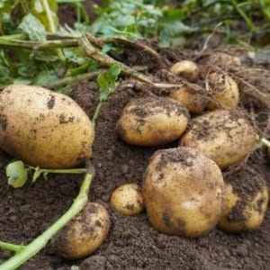 ジャガイモの芽には毒があるので注意しよう・中毒症状と安全な食べ方について