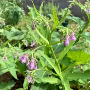 有毒植物『コンフリー』　肝障害を引き起こす、(元)健康食品のを持つ毒植物