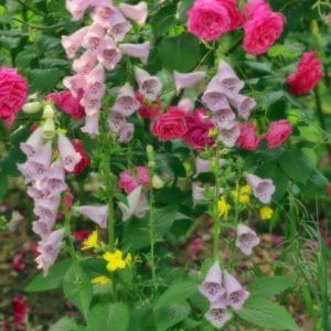 有毒植物『ジギタリス』　心臓病の薬にもなっていた?毒と薬は紙一重を表す毒草