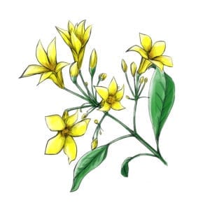 有毒植物『ゲルセミウム・エレガンス』地球上で最も強力な猛毒を持つ花