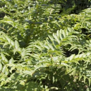 有毒植物『ドクウツギ』　甘い果実に含まれる死の毒