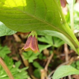 有毒植物ハシリドコロ、　食べると気が狂ったように走りつづける最恐の毒