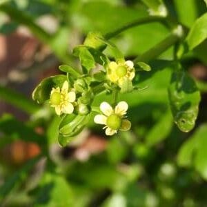 有毒植物タガラシ・直接触ると肌がかぶれる恐れがある毒液を持つ