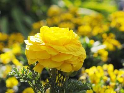 ラナンキュラス 黄色い花