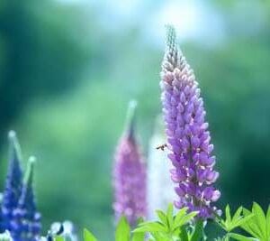 有毒植物ルピナス・吐き気や嘔吐など胃腸障害を引き起こす毒の種子