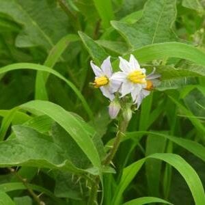 有毒植物『ワルナスビ』、食べたときに起こる中毒症状と危険性