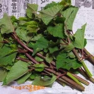 有毒植物イタドリ（虎杖）・尿路結石の原因となる成分を含む春の山菜