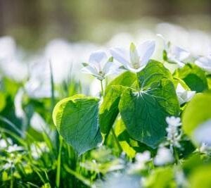 有毒植物 ゲルセミウム エレガンス 地球上で最も強力な猛毒を持つ花