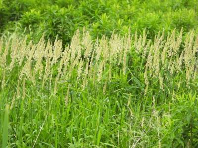 有毒植物クサヨシ 幻覚成分に要注意 危機サーチ