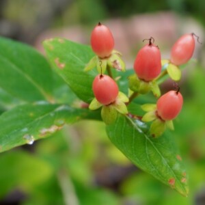 オトギリソウの果実